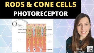 Amazing Facts about Human Eye  Rods and Cones Cells  Tushar Patel Physics Expert  Embibe [upl. by Acnayb]