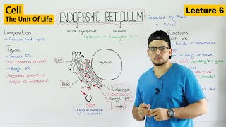 Endoplasmic Reticulum structure and functions  Video 6 [upl. by Serdna470]