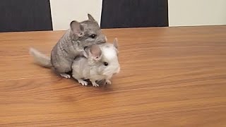 Naughty Baby Chinchillas [upl. by Weibel]