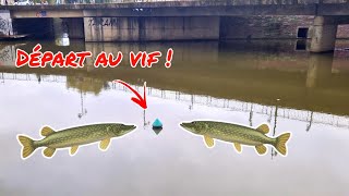 Autour de cette BOUÉE VERTE rôdent de nombreux CARNASSIERS  Pêche au vif 13 [upl. by Johannah83]