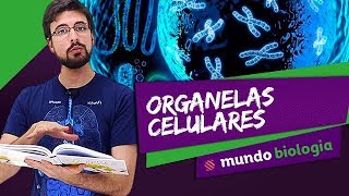 🔬 Citologia 27 Organelas Celulares  Biologia  ENEM [upl. by Phyllys833]