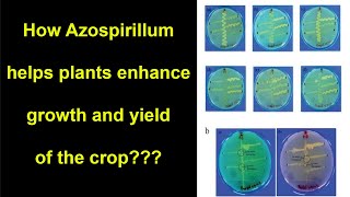 Azospirillum uses Methods of application [upl. by Eenwat444]