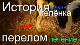 ПЕРЕЛОМ конечности у телёнка ЛЕЧЕНИЕ FRACTURE limbs in the calf TREATMENT [upl. by Mcdade301]