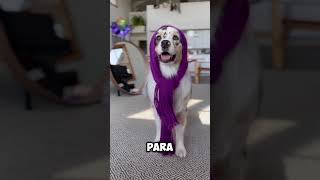 Este Perro Tiene un Gran Sentido De La Moda🐕👗 youtubeshorts shortsvideo [upl. by Egidio]