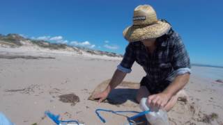 Bungum worming or beach worming [upl. by Cathryn]