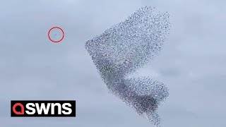 100000 starlings outwit two divebombing falcons in a stunning murmuration  SWNS [upl. by Mahsih]