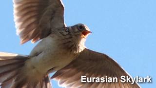 Skylark Bird Song and Pictures  Eurasian Skylark [upl. by Izy]