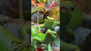 Anoles acurryfilms anole [upl. by Anirb]