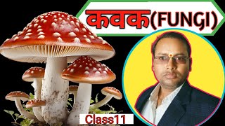 Fungi ll Fungi Class 11 ll Kavak ll Class11 Fungi ll Kingdom Fungi ll Class11 ll NCERT ll [upl. by Amii]