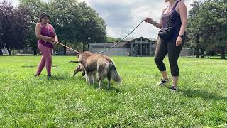 Yarrow amp Clemente leash test [upl. by Nylra73]