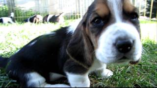 Basset Hound Puppies in HD  3 weeks old  1st time outdoors [upl. by Romney]