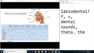 Articulatory phoneticsConsonants by Place of Articulation  linguistics [upl. by Mot]