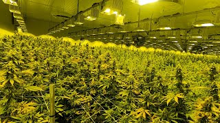 Take a tour of the largest cannabis grow facility in NJ [upl. by Aicina]