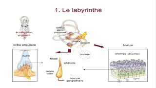 Le système vestibulaire [upl. by Attenaz52]