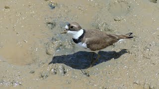 Semipalmated Plover Charadrius semipalmatus in breeding plumage foraging French Guiana [upl. by Brass]