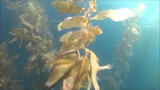 Freediving near la bufadora Ensenada Buceo libre cercas de la bufadora Ensenada BC Mexico [upl. by Lumpkin]