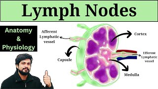 Lymph Nodes Anatomy and Physiology in Hindi  Lymphatic system [upl. by Saidee623]