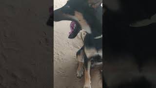 Dog ke video boktha huaa kutaa ke funny viral video short [upl. by Basile]