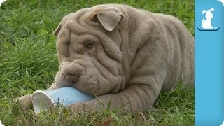 Shar Pei Puppies Drink From Cups  Puppy Love [upl. by Bengt]