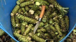 Cultivating Wasabi A Labor of Love and Sustainability [upl. by Penelopa]