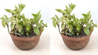 How to grow Aptenia Cardfolia Baby Sun Rose Heart Leaf Ice plant from cuttings [upl. by Orlene743]