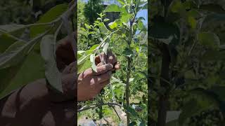 Bending process in m7 Rootstock gala dark baron [upl. by Alaric69]