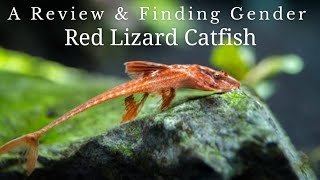 பல்லி வளர்க்க ஆசையா  Red Whiptail Catfish [upl. by Aicirtel]