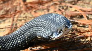 Harmless Eastern Hognose Snake quotthreatquot dispaly [upl. by Kenti]