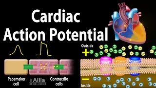 Cardiac Action Potential Animation [upl. by Llenhoj]