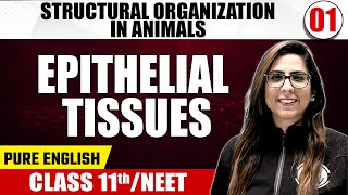 STRUCTURAL ORGANIZATION IN ANIMALS PART 1 01  Epithelial Tissues  Zoology  Class 11th  NEET [upl. by Ecinrahs]