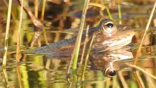 LE CHANT DES GRENOUILLES [upl. by Eerdua]