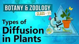 Types of Diffusion in Plants  Plant Water Relation and Mineral Nutrition  Biology Class 11 [upl. by Daph]