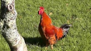 Rooster nonstop crowing sounds alarm clock in the early morning [upl. by Alemrac]