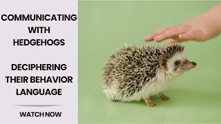 Decoding Hedgehog Language Understanding Behavior and Communication  Cracking the Hedgehog Code [upl. by Cardwell]