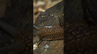 Zombie Snails Natures Creepiest Mind Control [upl. by Aserret]