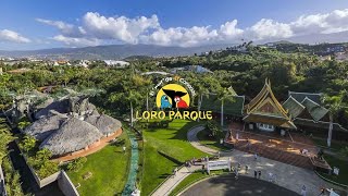 Loro Parque Virtual Tour Filmed in HDR Including Shows [upl. by Assilym]