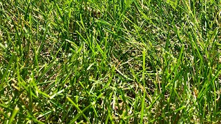 Fine fescue lawn [upl. by Phaidra]