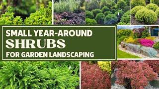 Small Evergreen Shrubs For Landscaping  12 Foundational Plants  Low Maintenance Shrubs [upl. by Ahsrats]