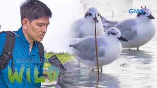 Cebu the stopover of migratory birds from Alaska and Siberia  Born to be Wild [upl. by Farrow]