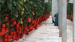 Pomodoro grappolo rosso su fibra di cocco  Esedra F1  Red cluster tomato in coco peat  Esedra F1 [upl. by Durwyn913]