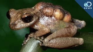 3 Weird Frog Discoveries [upl. by Eixela743]