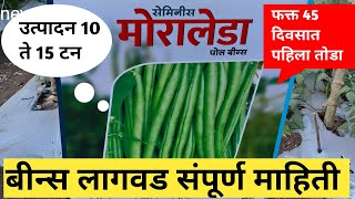 मोरालेडा बीन्स A TO Z संपूर्ण माहिती  Beans Farming  बीन्स मार्केट [upl. by Milda226]