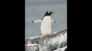 Croisière en Antarctique Emblématique Emblematic Antarctica cruise Ponant November 2018 [upl. by Lynd]