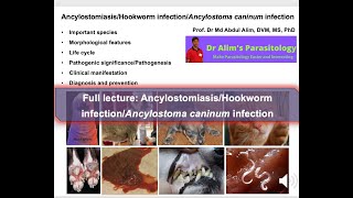 Exploring Deadly Hookworm Infections in Dogs What Every Pet Doctor or Pet Owner Needs to Know [upl. by Yunfei749]