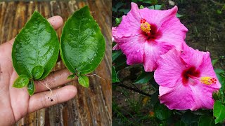 Grow hibiscus from leaves simple method  Hibiscus [upl. by Hpsoj]