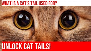 Uncovering the Secrets of a Cats Tail What is its Purpose [upl. by Camel]