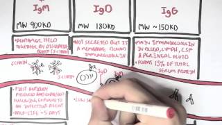 Immunology  Antibodies Function [upl. by Ewall]