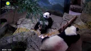 Bei Bei Panda Cub Having His Bamboo Breakfast 🌿🐼🌿 [upl. by Armallas]