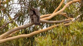 Channelbilled Cuckoo Scythrops novaehollandiae  Fratzenkuckuck [upl. by Nho]