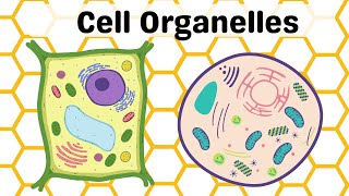 Cell Parts and Their Functions [upl. by Ribal]